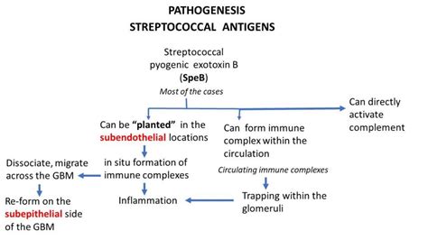 beta-hemolytic streptococcus|Glomerulonephritis .